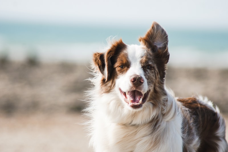 Happy golden retriever outdoors